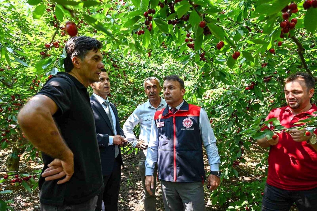Honaz Kiraz Hasadı Başladı