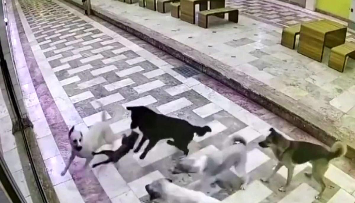 Hatay\'da Kediyi 6 Sokak Köpeği Saldırdı