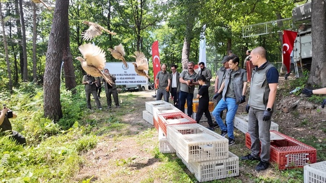 Ordu’da Sülün Salımı ile Biyolojik Mücadele