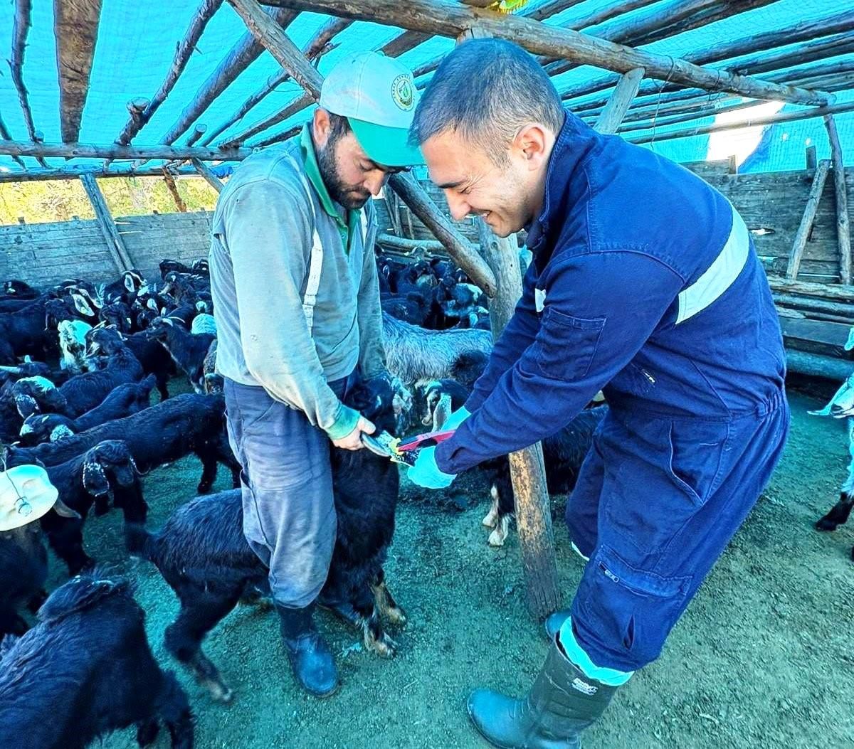 Simav\'da Hayvan Sağlığı İçin Aşı Çalışmaları