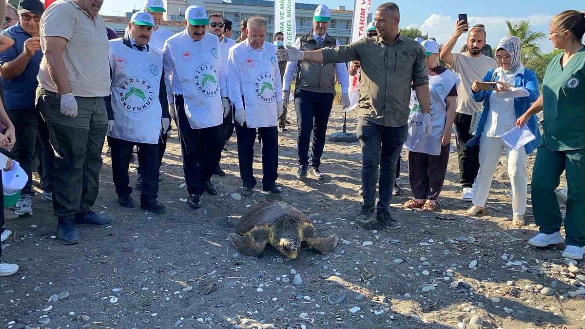 Mersin\'de 3 Deniz Kaplumbağası Doğaya Salındı