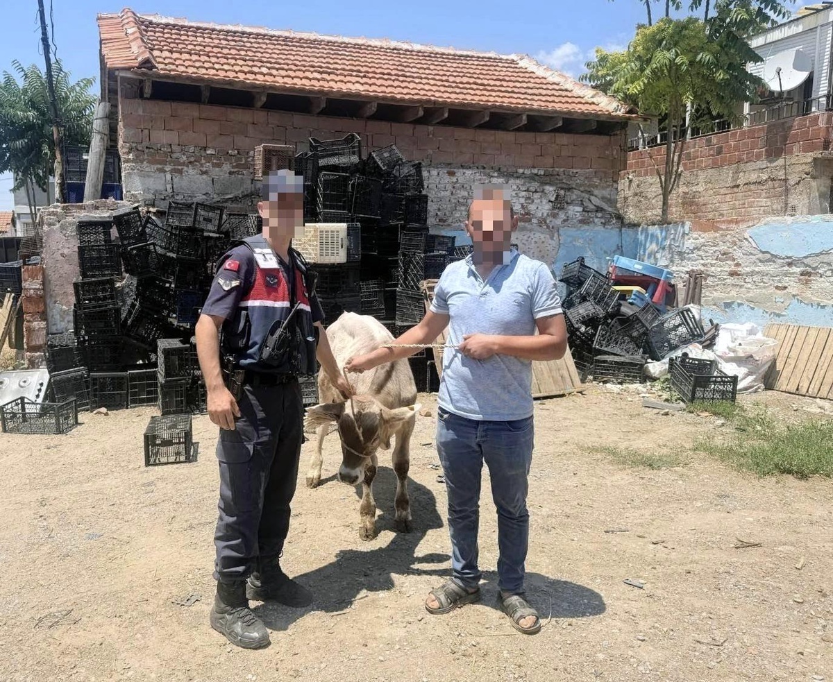Çalınan Büyükbaş Hayvan Bulundu
