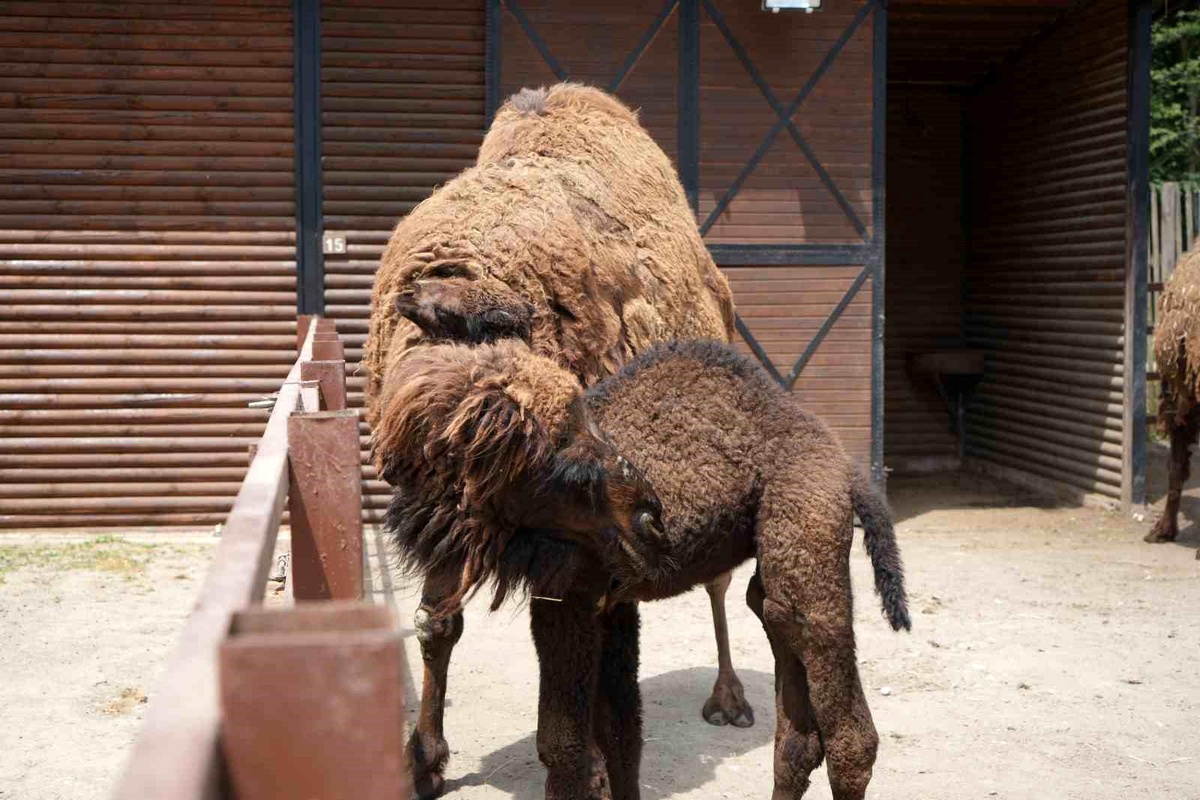 Avrupa\'nın en büyük doğal yaşam parkında yavru deve heyecanı
