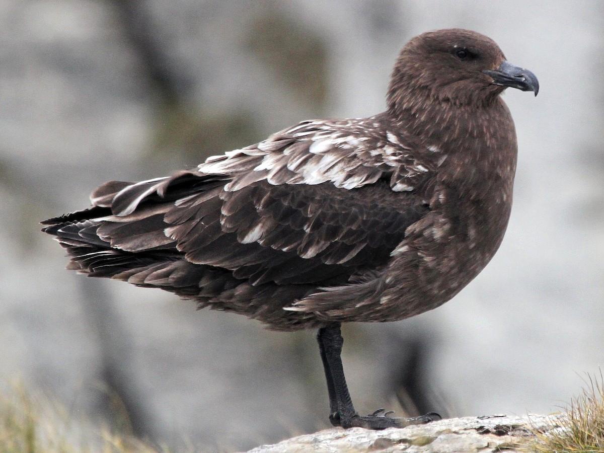Avustralya ana karasında ilk H5N1 kuş gribi vakası görüldü