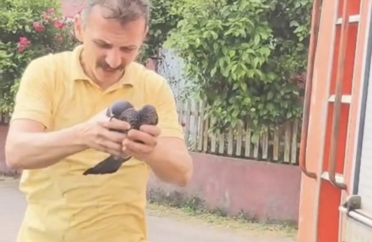 Kurtarılan Güvercin Doğaya Salındı