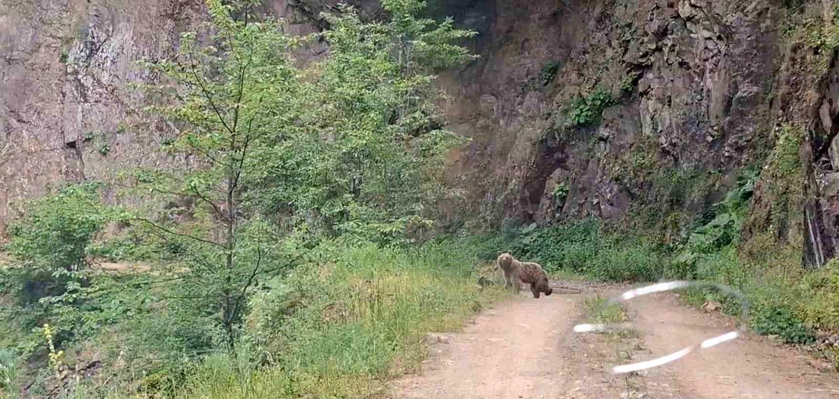Ayancık\'ta Anne Ayı ve Yavruları Görüntülendi