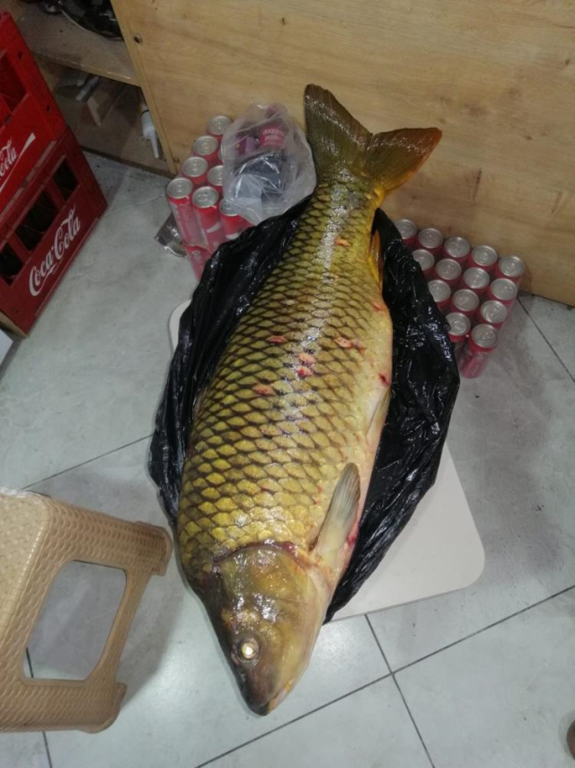 Bilecik'te dev sazan balığı yakalandı