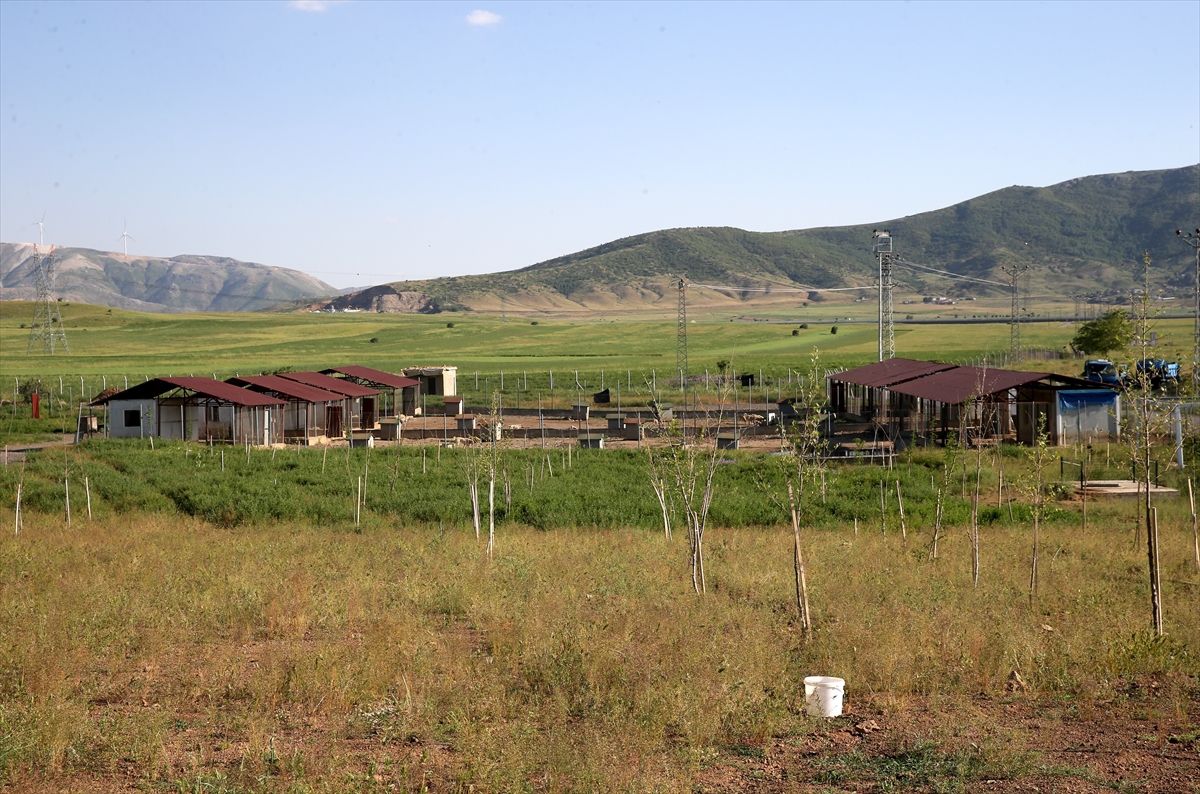 Bitlis\'te Hayvan Bakımevi Açıldı