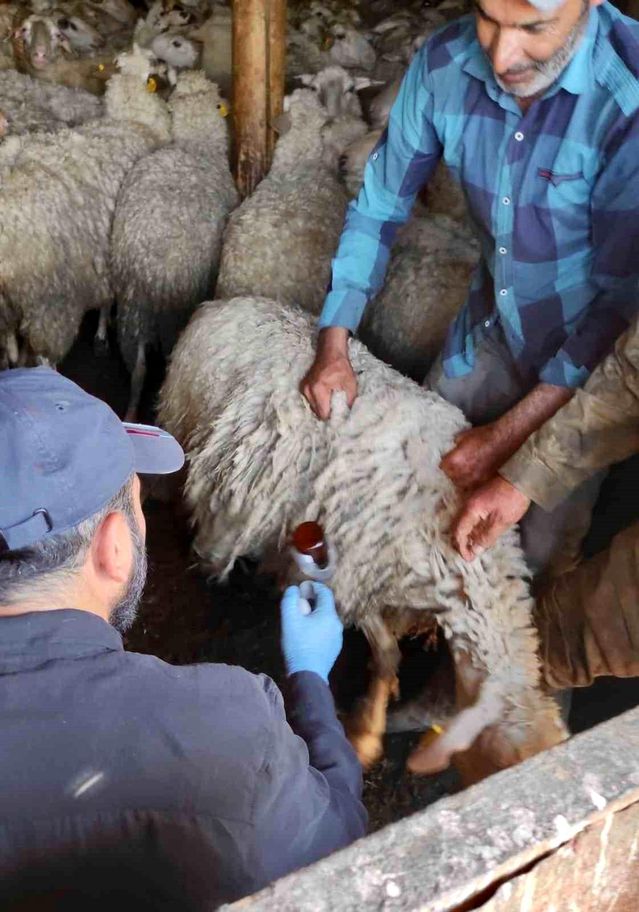 Bolvadin’de Küçükbaş Hayvan Aşılama Çalışmaları