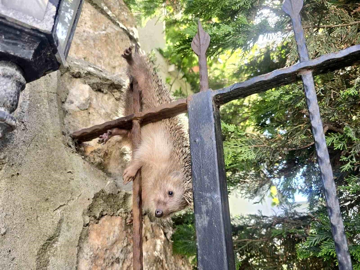 Demir korkuluklara takılan kirpi, tedavi altında