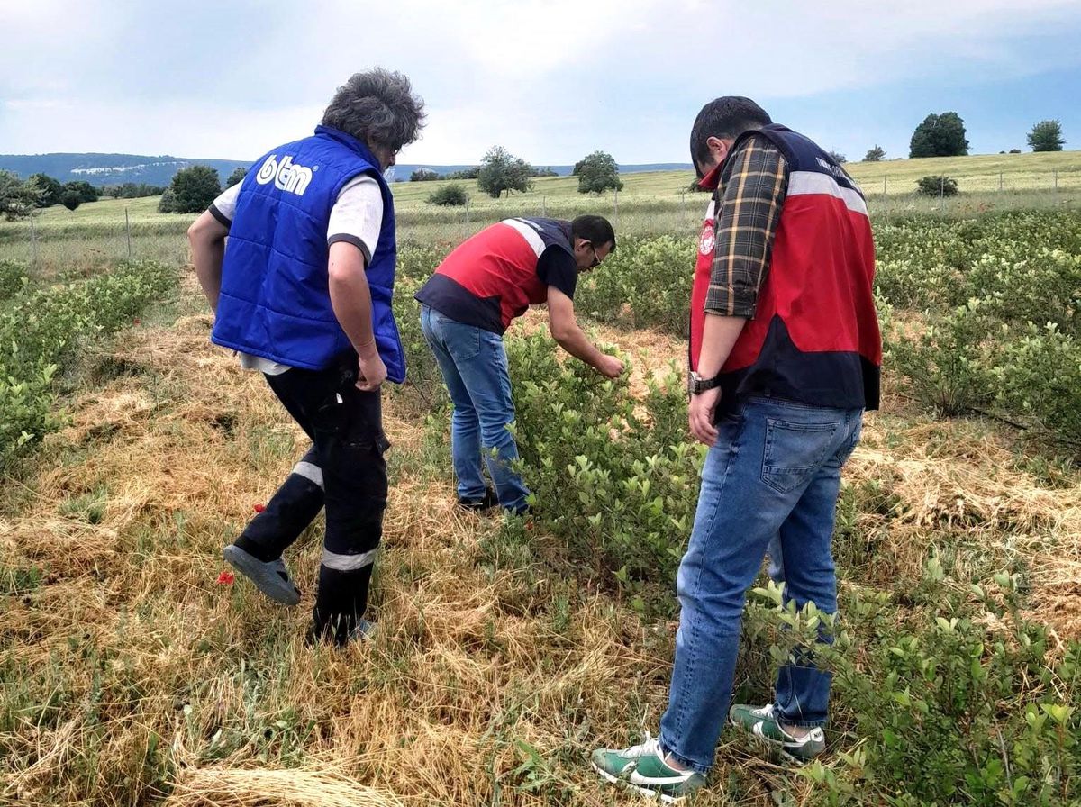 Domaniç\'te Aronya Üretimi Gelişiyor