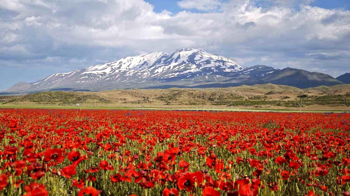 Süphan Dağı ve Gelincikler Doğa Tutkunlarını Ağırlıyor