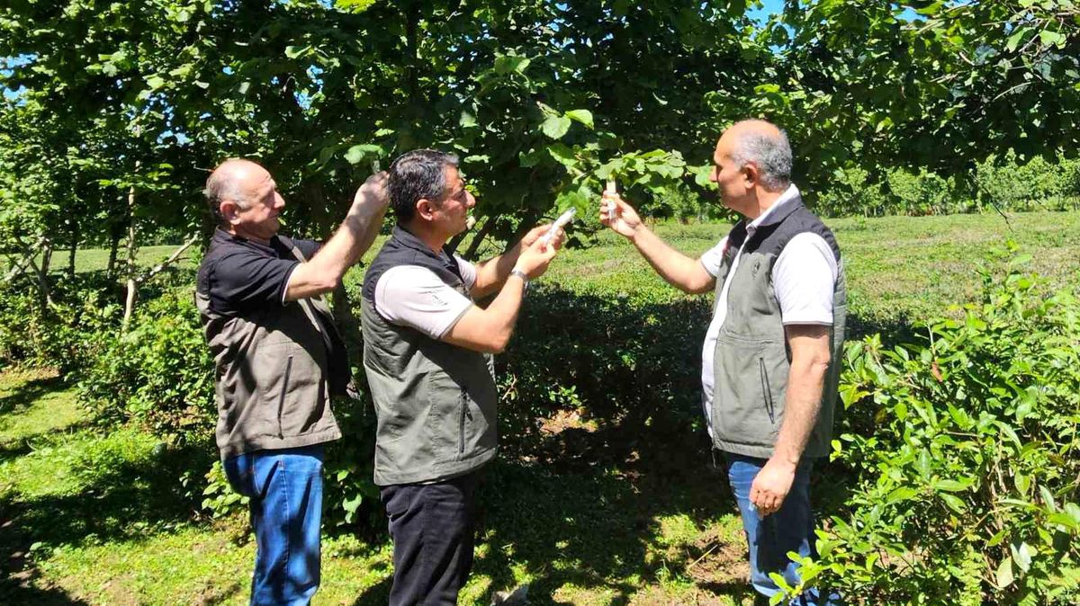 Artvin\'de Samuray Arıcıkları Doğaya Salındı
