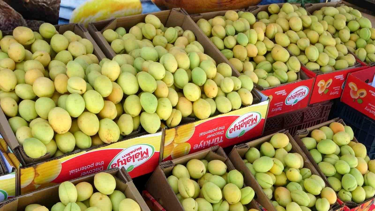 Malatya\'da Yaş Kayısı Tezgahlarda