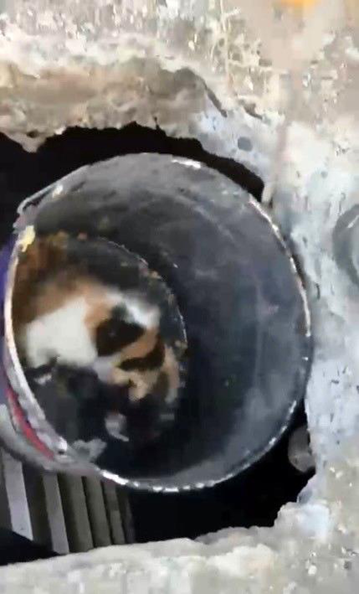 Osmaniye\'de balyozla genişletilen kuyudan yavru kedi kurtarıldı