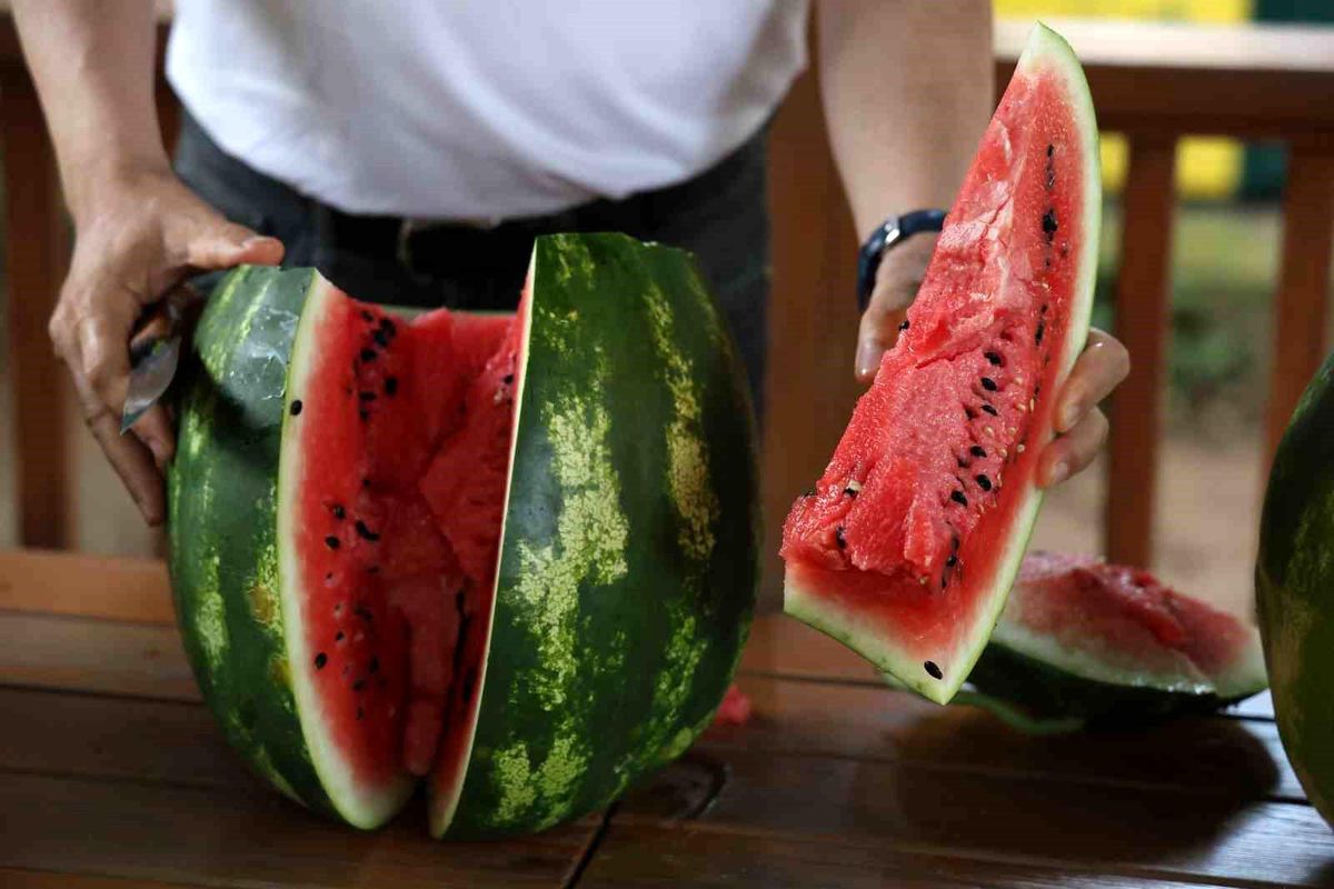 Adana Karpuzunda Hasat ve Kelek Uyarısı