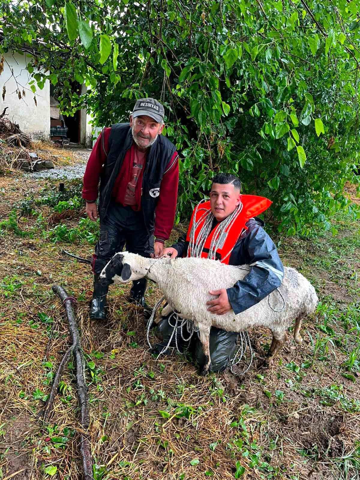 Menteşe\'de Koyun Suda Mahsur Kaldı