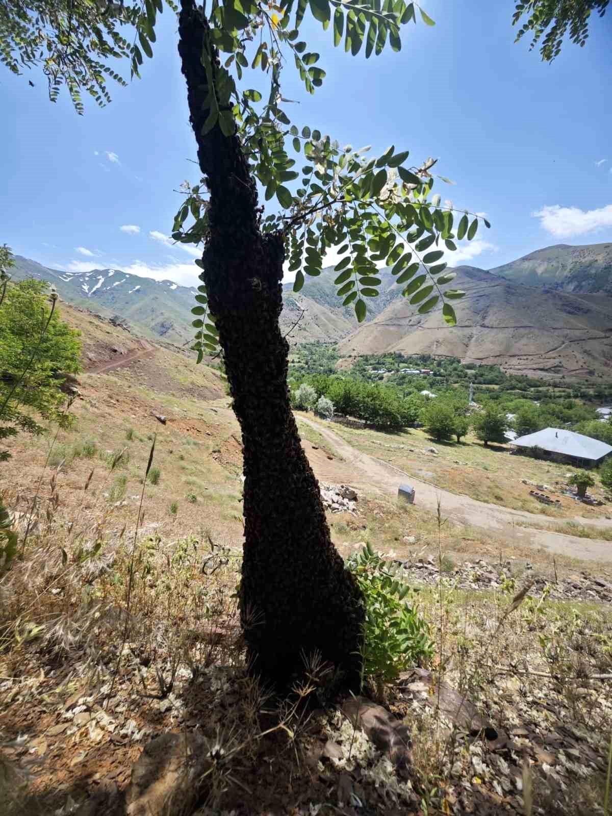 Elazığ\'da Arı Kolonisi Oğul Verdi
