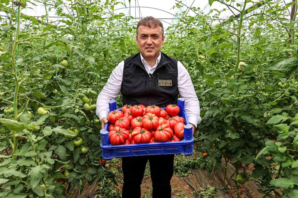 Söğüt\'te Domates Hasadı Başladı