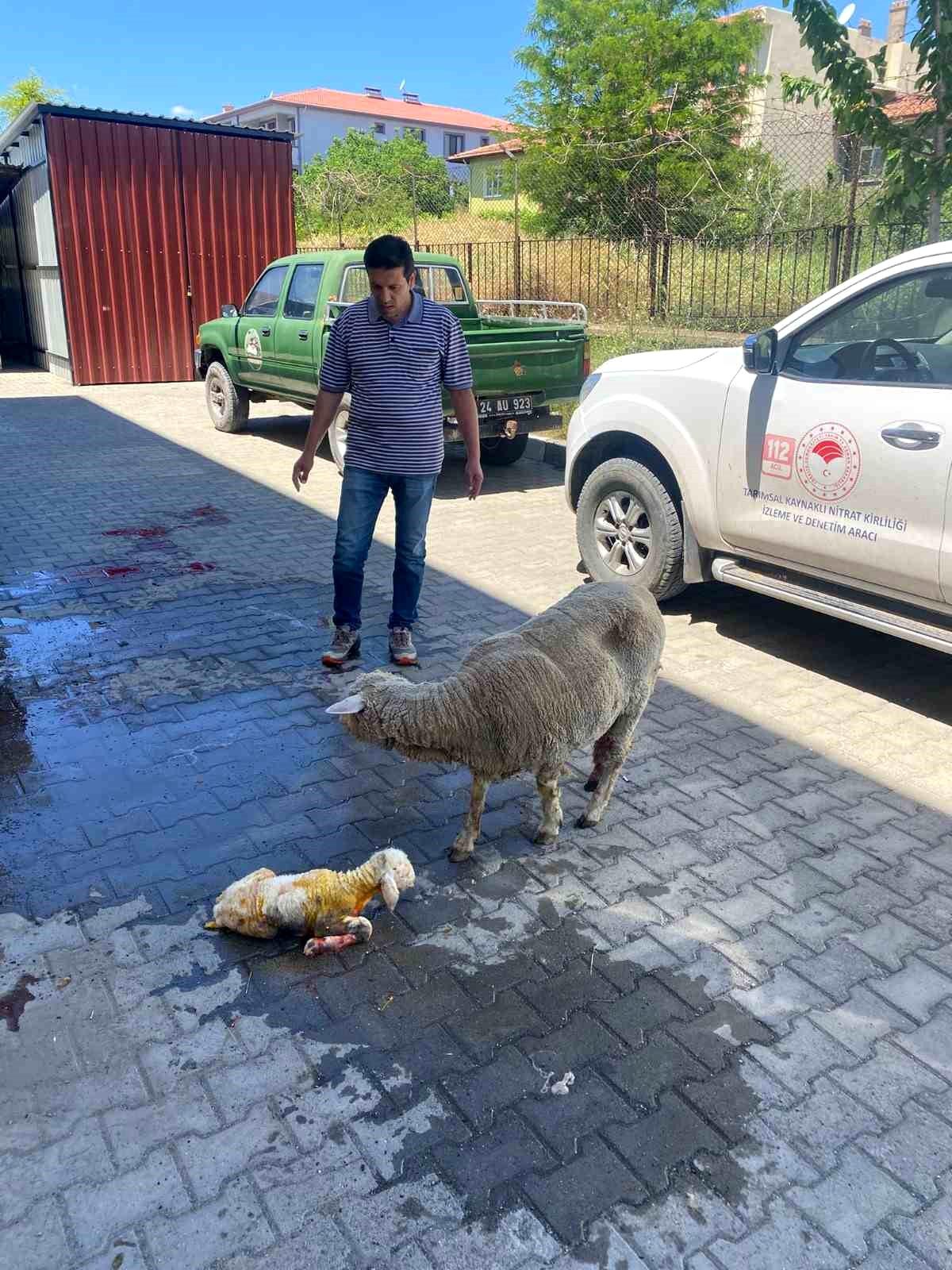 Koyun Doğumunda Kurtarıcı Müdahale