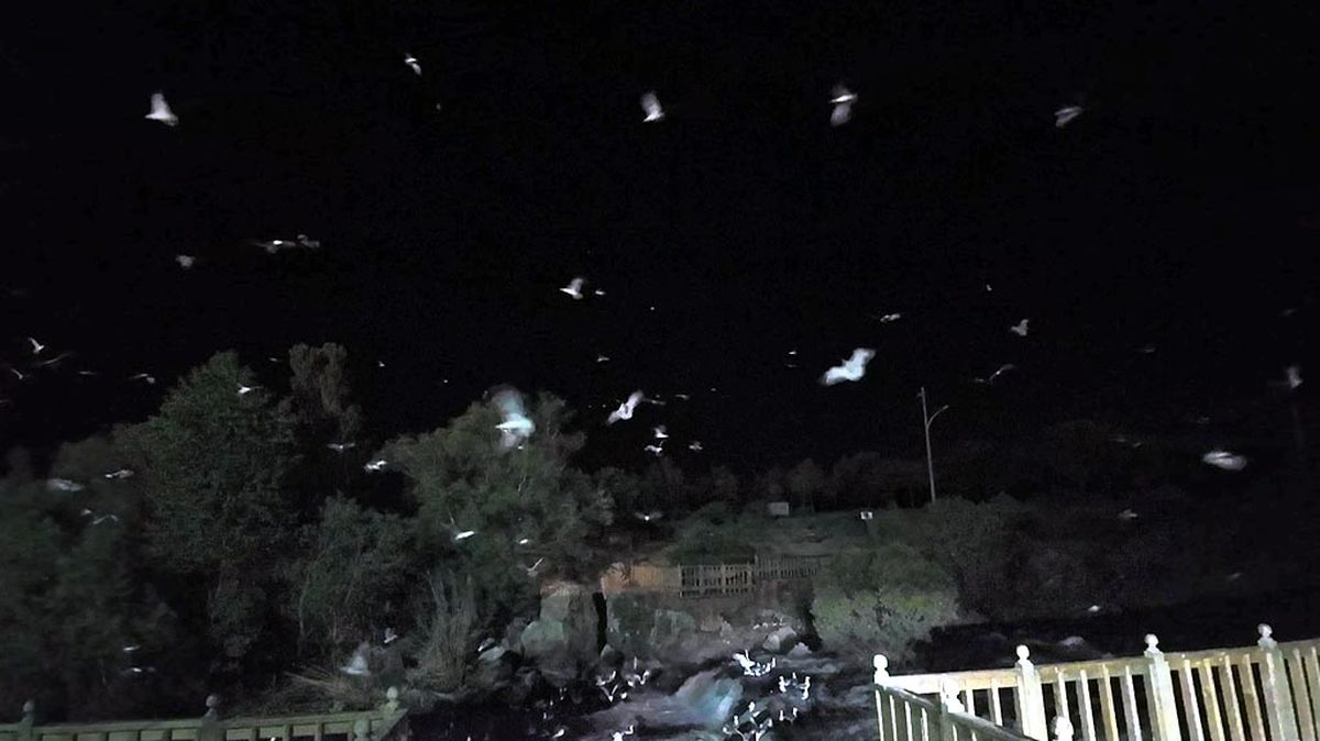 İnci Kefalleri Gece Yolculuğunda