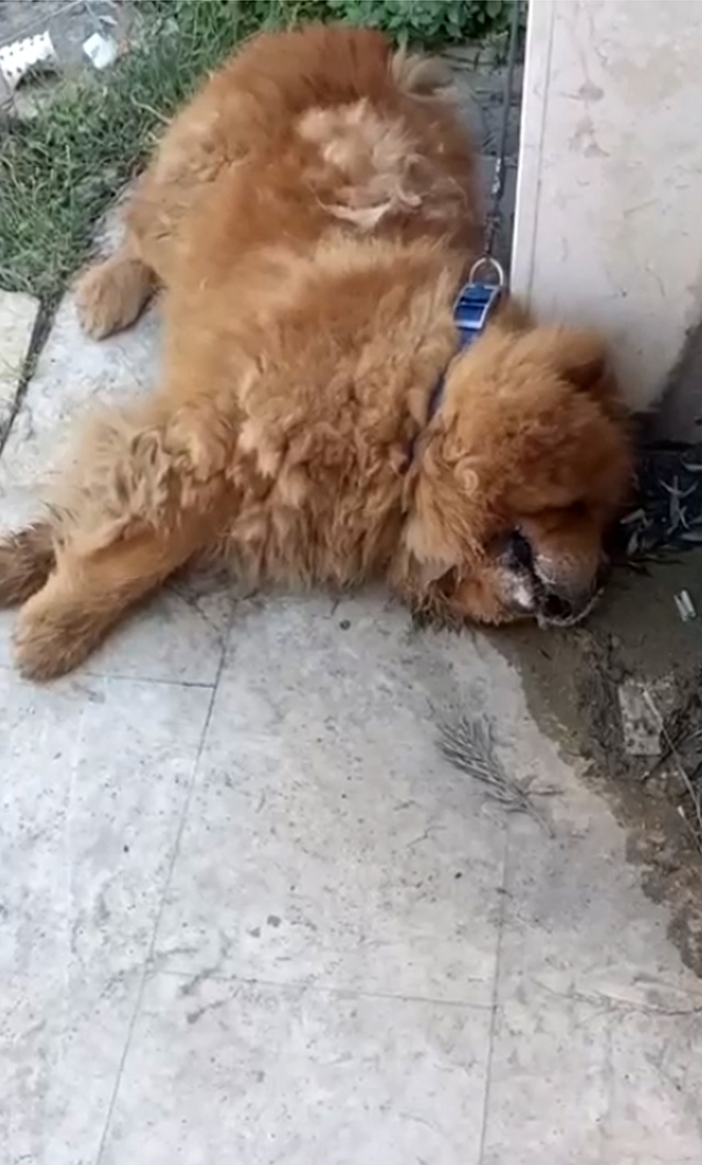 Alanya’da Köpek Eziyeti: 1 Gözaltı