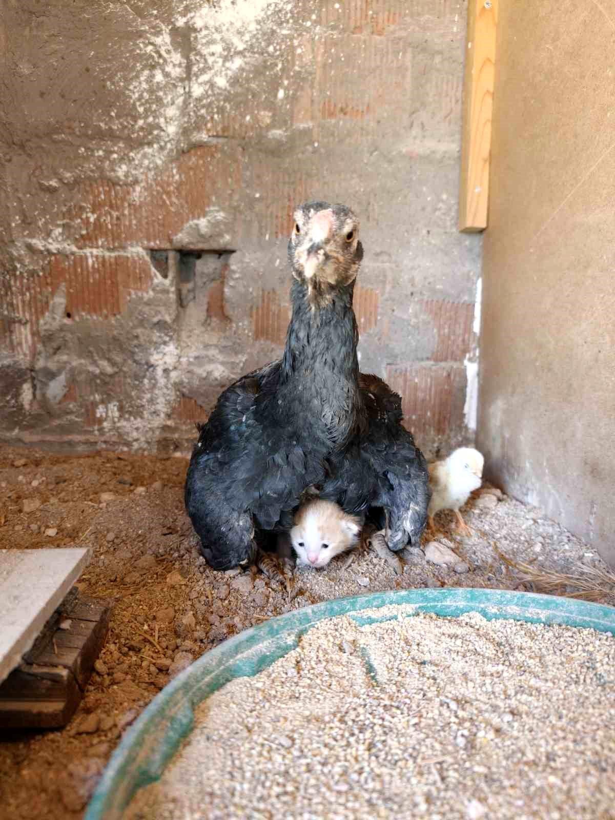 Tavuk ve Kedi Dostluğu
