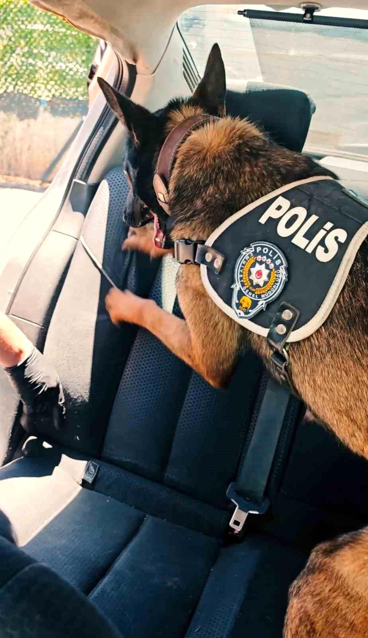 Muş\'ta 60 kg Skunk Ele Geçirildi