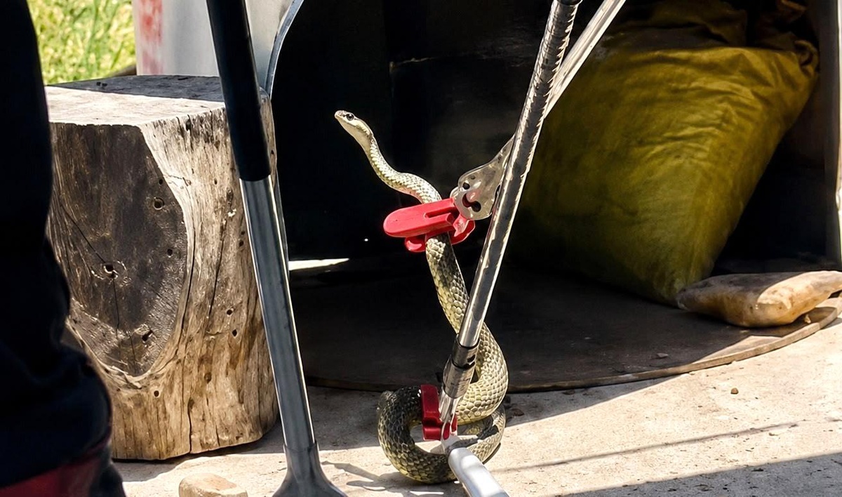 Sıcaklar geldi yılanlar ortaya çıktı: Mersin\'de son 1,5 ayda 184 yılan vakası