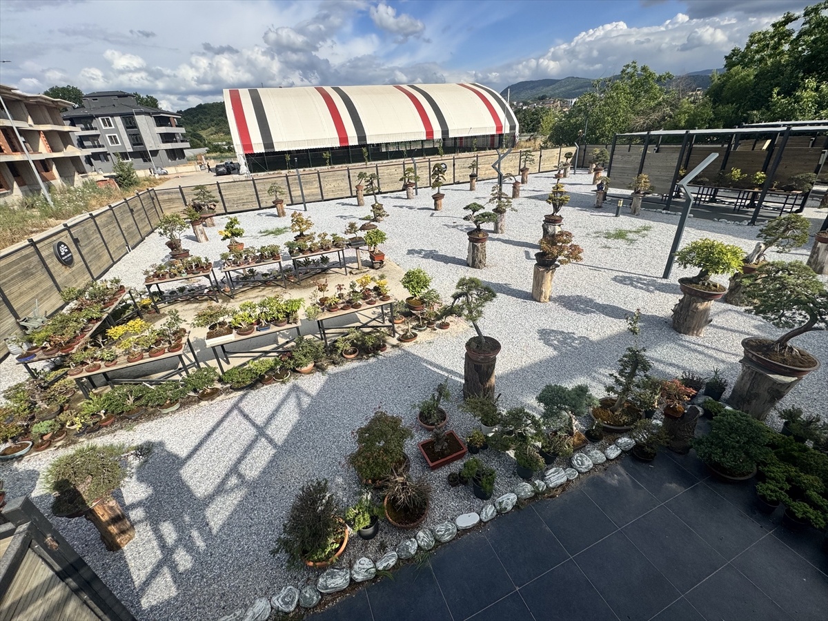 Yalova\'da Bonsai Dut Hasadı