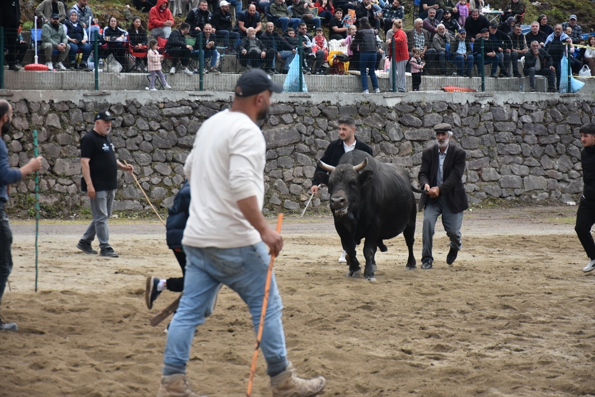 Murgul\'da Boğa Güreşleri Festivali Sona Erdi