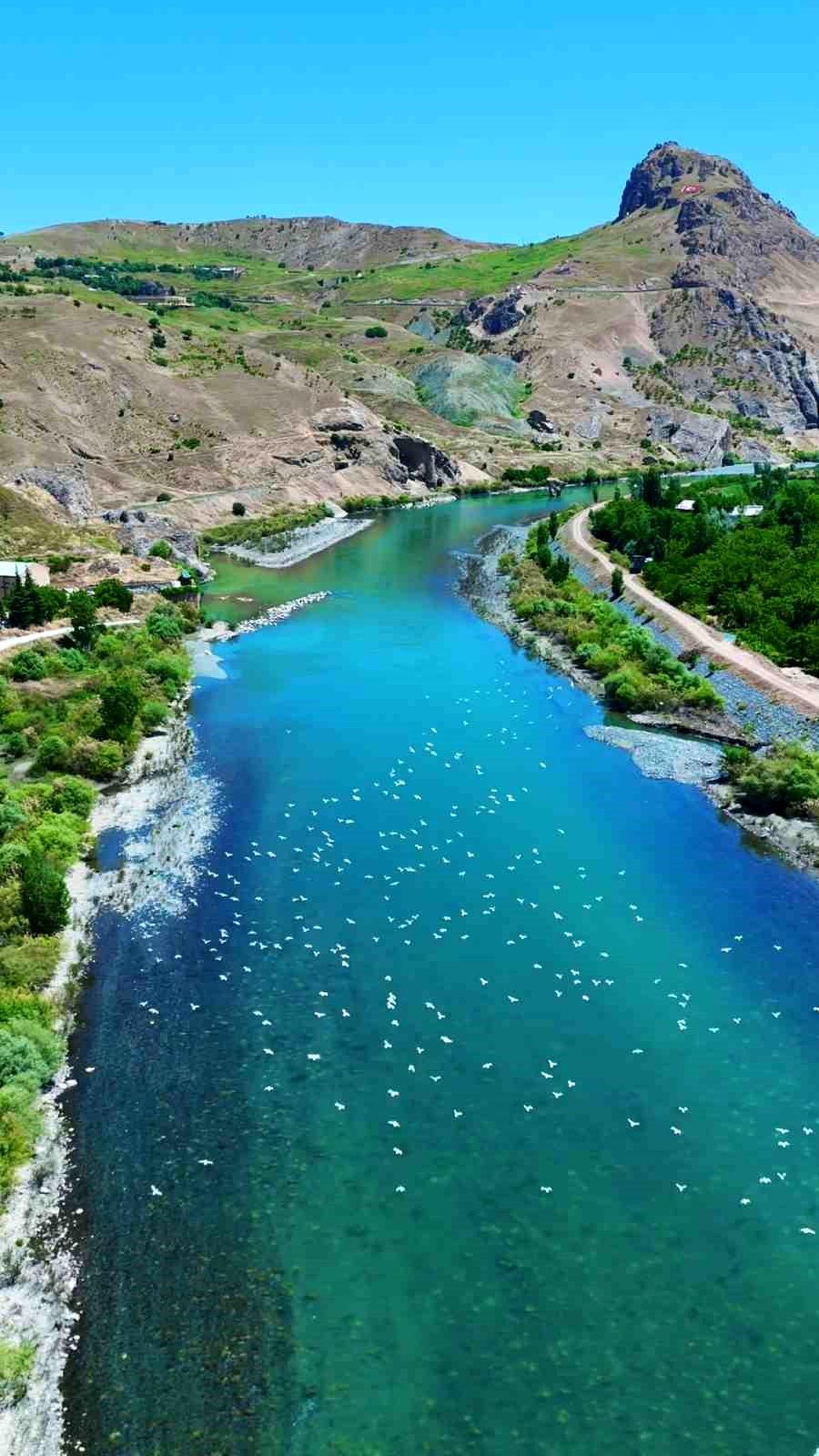 Murat Nehri\'nde Martıların Görsel Şöleni
