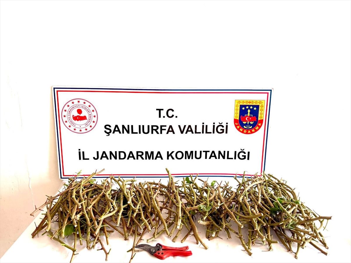 Fıstık Dalları Çalındı, 3 Şüpheli Yakalandı