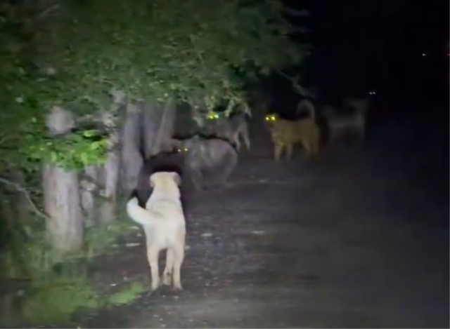 Sokak köpekleri ile ayılar kavga etti! O anlar kamerada