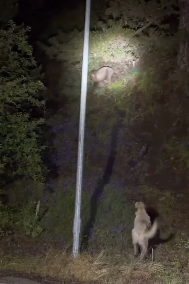 Sokak köpekleri ile ayılar kavga etti! O anlar kamerada