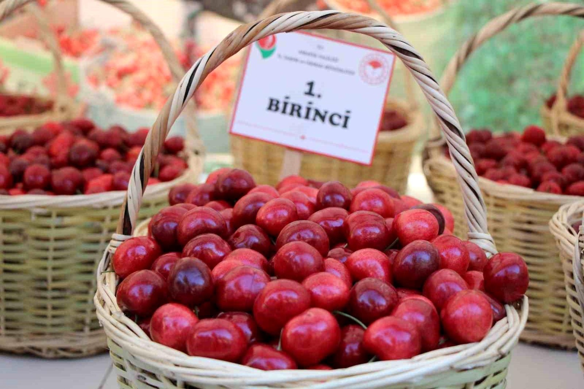 Amasya\'da 65 Yılın Kiraz Yarışması