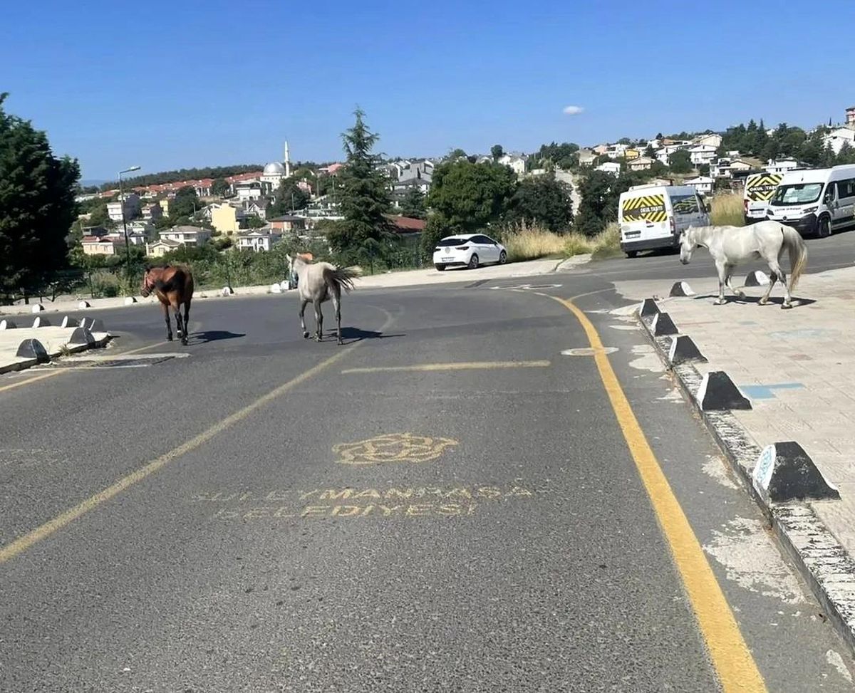 Süleymanpaşa\'da Başıboş Atlar Güvenliği Tehdit Ediyor
