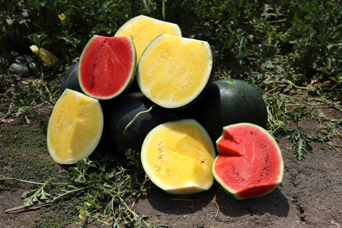 Adana\'da İç Sarı Karpuz Üretimi Başladı