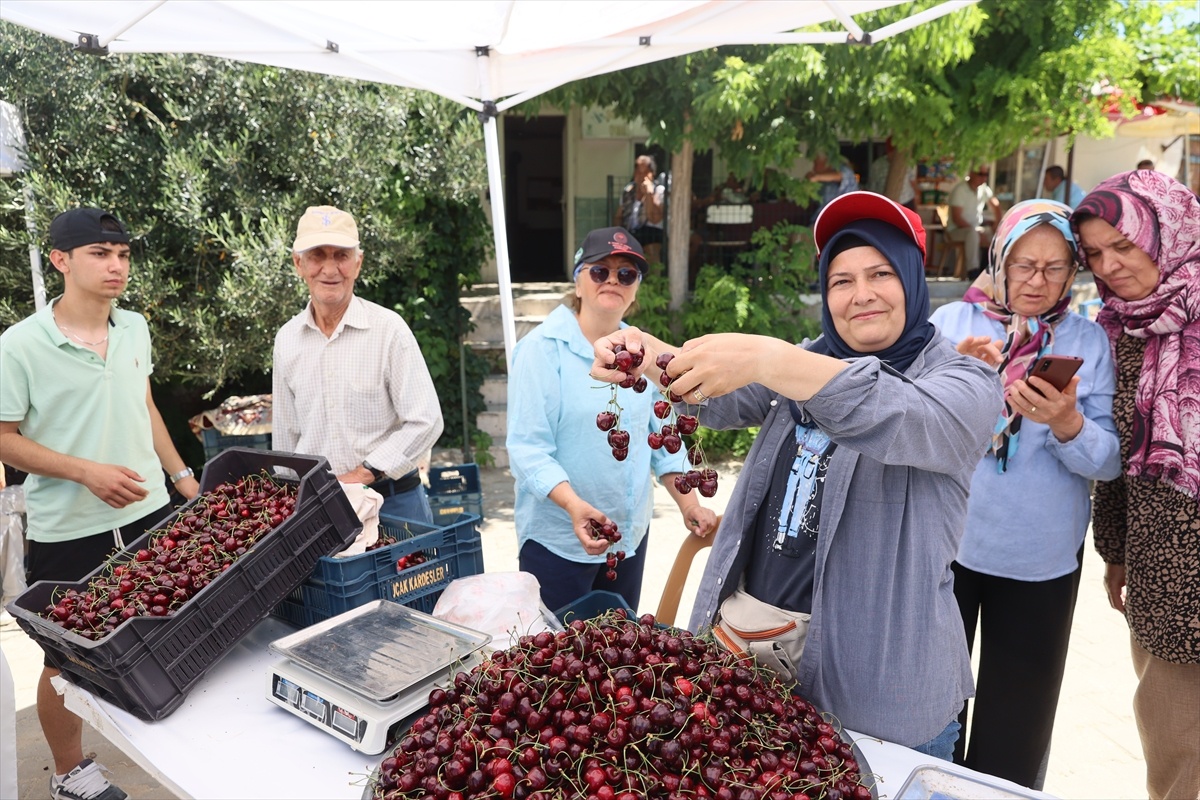 Çeribaşı Kirazında Hasat Coşkusu