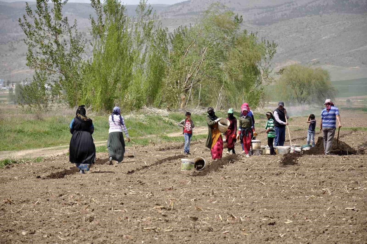 Mevsimlik İşçiler Erzincan\'da Tarlalarda Çalışıyor