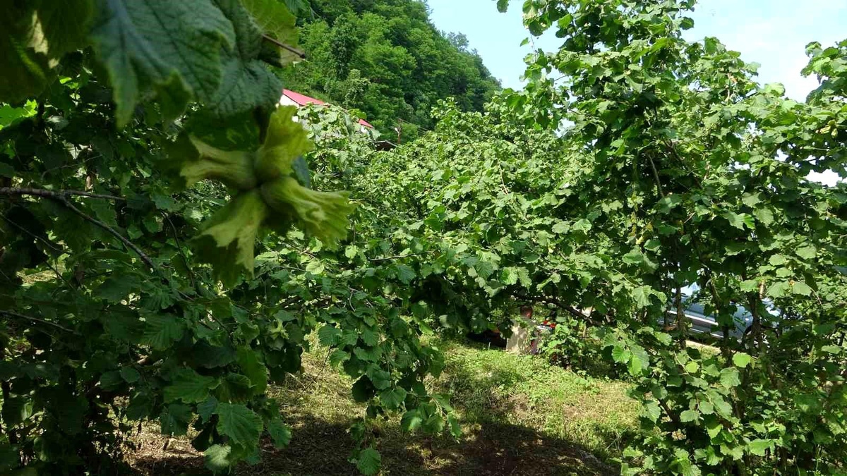 Giresun\'da Fındık İçin Samuray Arıları Doğaya Salındı