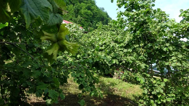 Giresun’da Fındık İçin Samuray Arıları Doğaya Salındı