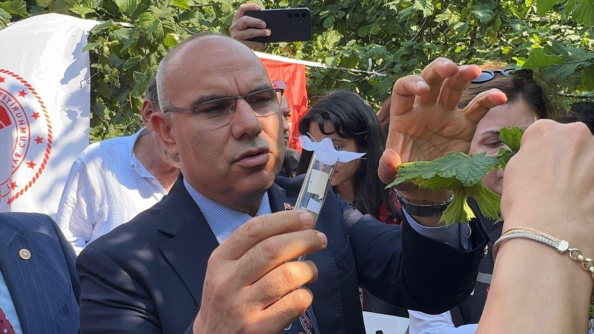 Samuray Arıları Fındık Bahçelerine Salındı