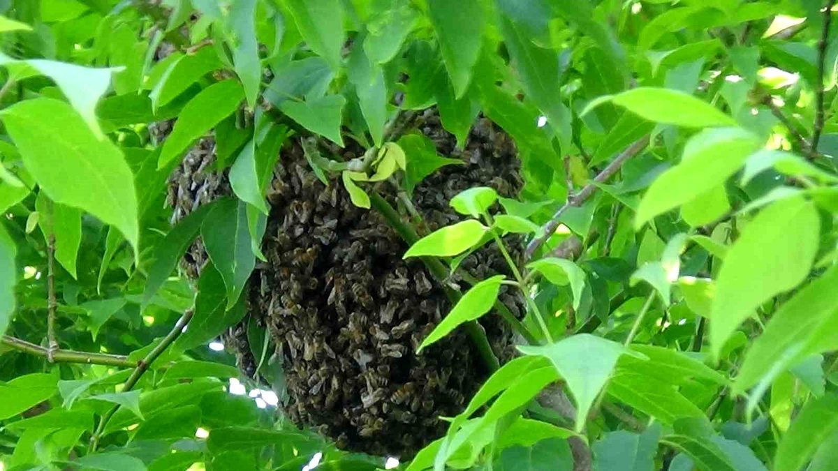 Kars\'ta Arı Oğulu İlgiyle Taşındı
