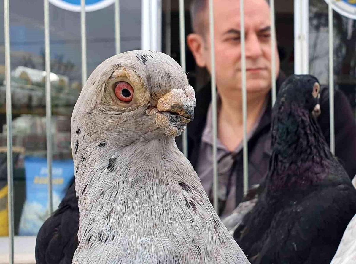 Tokur Güvercinleri Yarıştı
