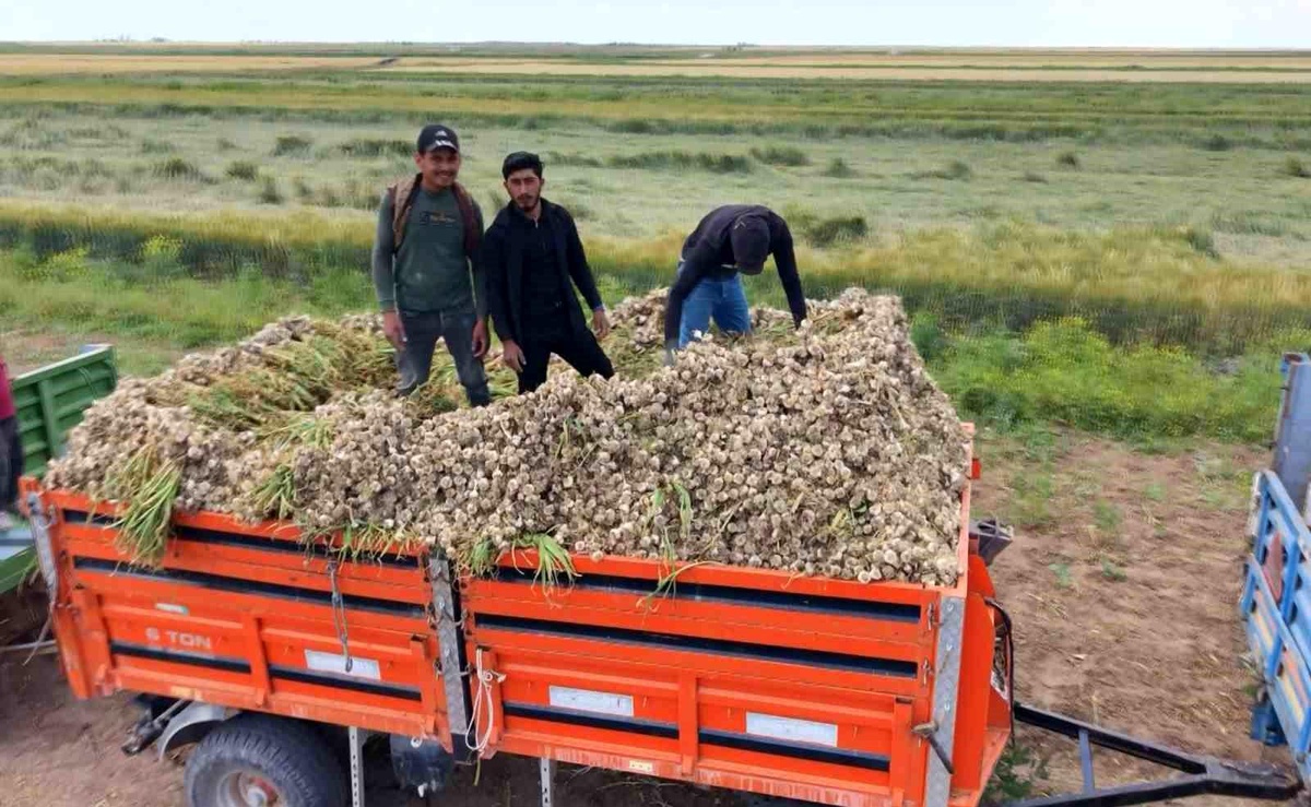 Aksaray\'da Organik Sarımsak Hasadı Başladı