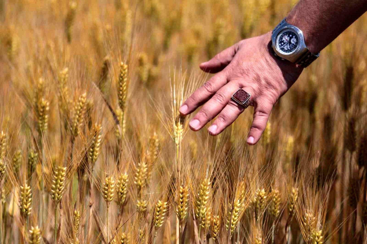 Arpa Fiyatları Düştü, Üretici Endişeli
