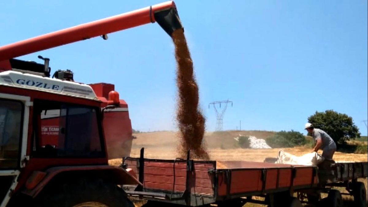 Bafra Ovası\'nda Hasat Zamanı