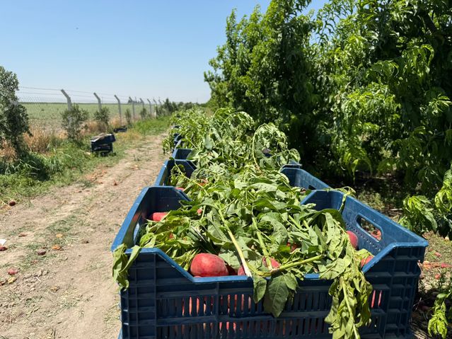Şeftali Fiyatlarındaki Uçurum: 15 TL Bahçede, 60 TL Pazarda