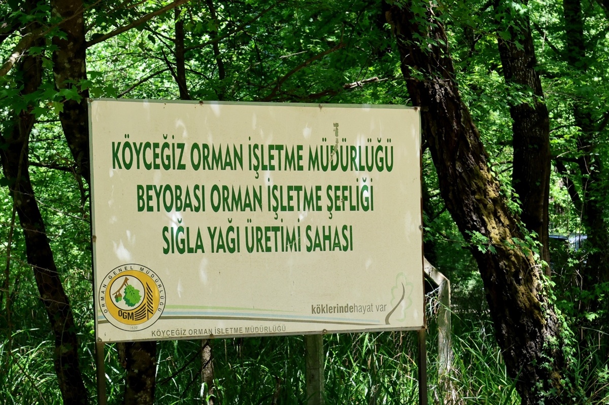 Köyceğiz\'de Sığla Yağı Üretimi Başladı